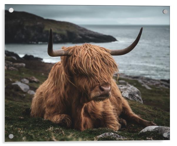 Highland Cow Acrylic by Chris Davis