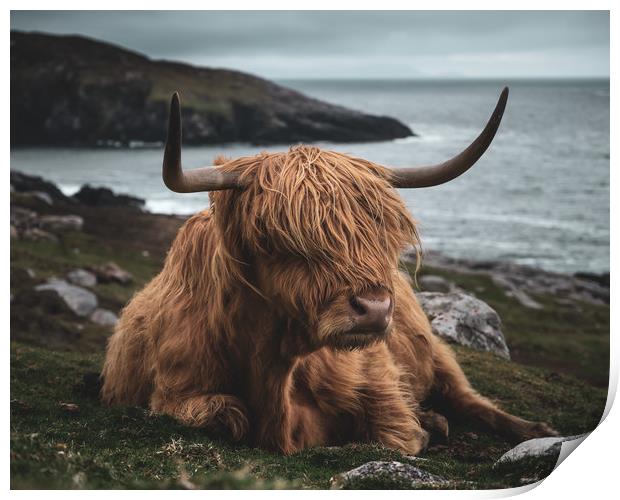 Highland Cow Print by Chris Davis