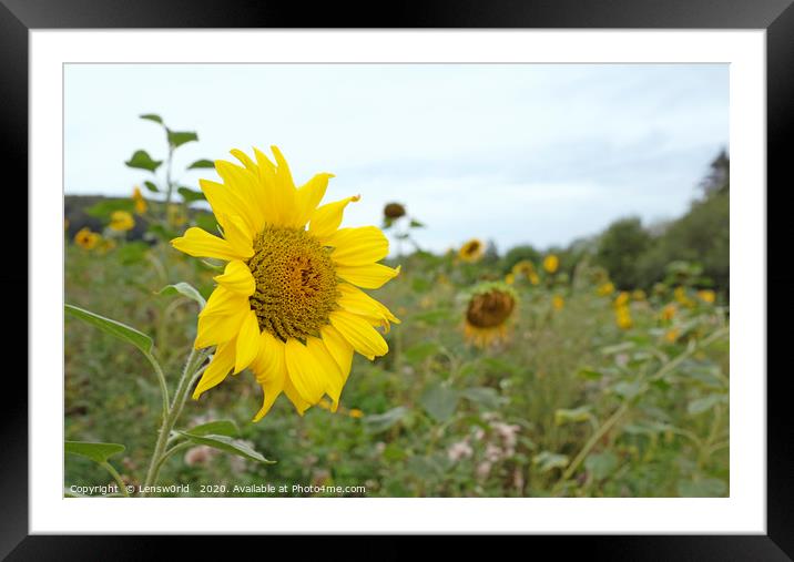 Sunflower field in Germany Framed Mounted Print by Lensw0rld 