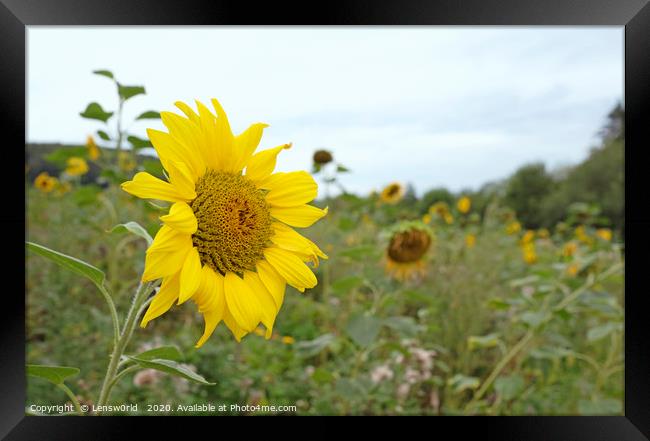 Sunflower field in Germany Framed Print by Lensw0rld 