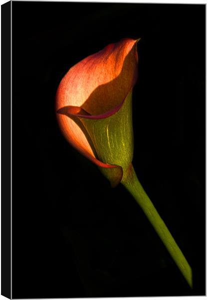 Red Calla Lily Canvas Print by Gilbert Hurree