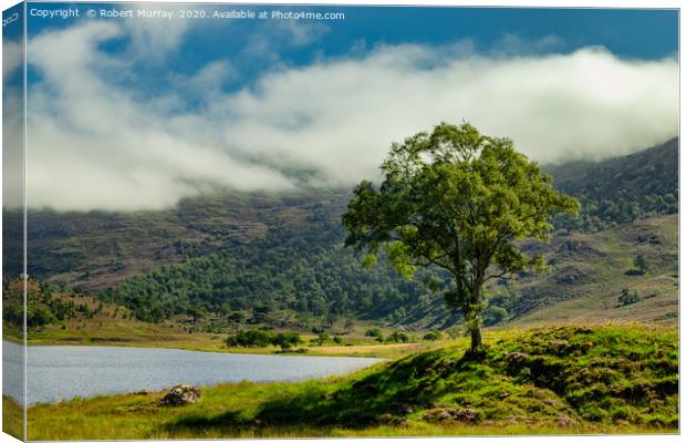 Lone tree in a Highland Glen Canvas Print by Robert Murray