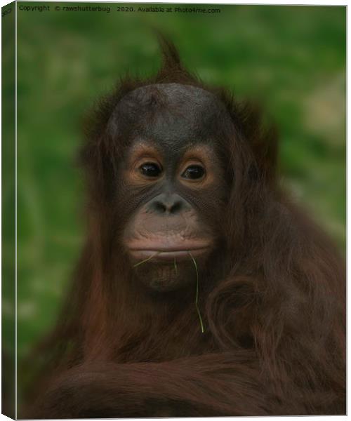 Baby Orangutan Canvas Print by rawshutterbug 