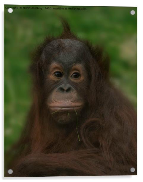 Baby Orangutan Acrylic by rawshutterbug 