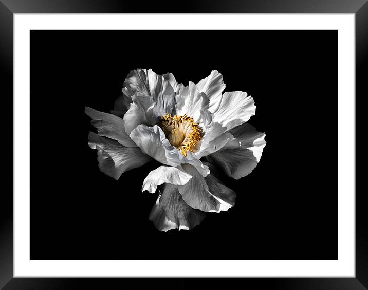 Flower on Black Framed Mounted Print by Karen Martin