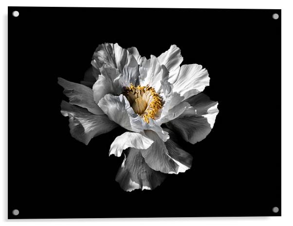 Flower on Black Acrylic by Karen Martin