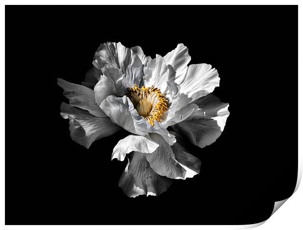 Flower on Black Print by Karen Martin