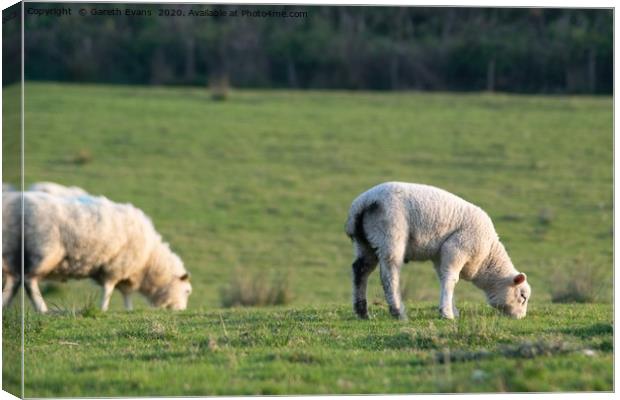 A lamb and it’s mother eating  Canvas Print by Gareth Evans