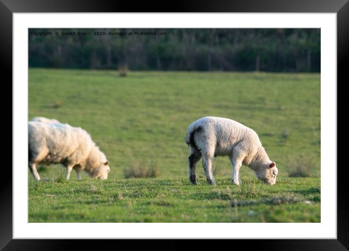 A lamb and it’s mother eating  Framed Mounted Print by Gareth Evans