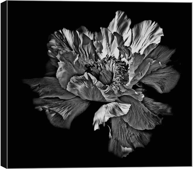 Black and White Flower Canvas Print by Karen Martin