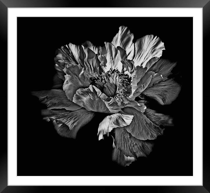 Black and White Flower Framed Mounted Print by Karen Martin