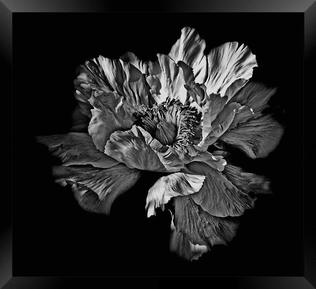 Black and White Flower Framed Print by Karen Martin