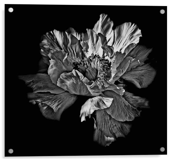 Black and White Flower Acrylic by Karen Martin