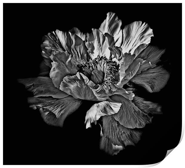 Black and White Flower Print by Karen Martin