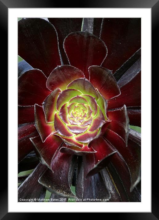 Purple Succulent Framed Mounted Print by Matthew Bates
