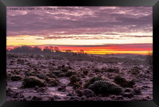 Frosty morning sunrise in the New Forest Framed Print by Sue Knight