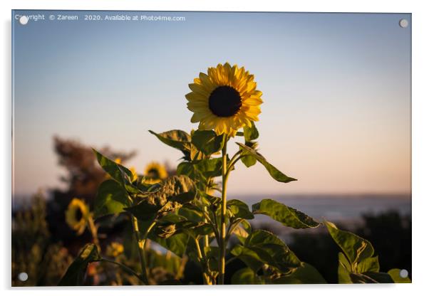 sunflower and sea Acrylic by Zareen 