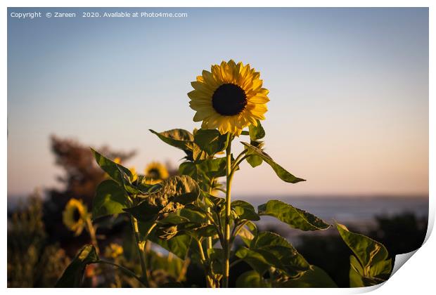 sunflower and sea Print by Zareen 