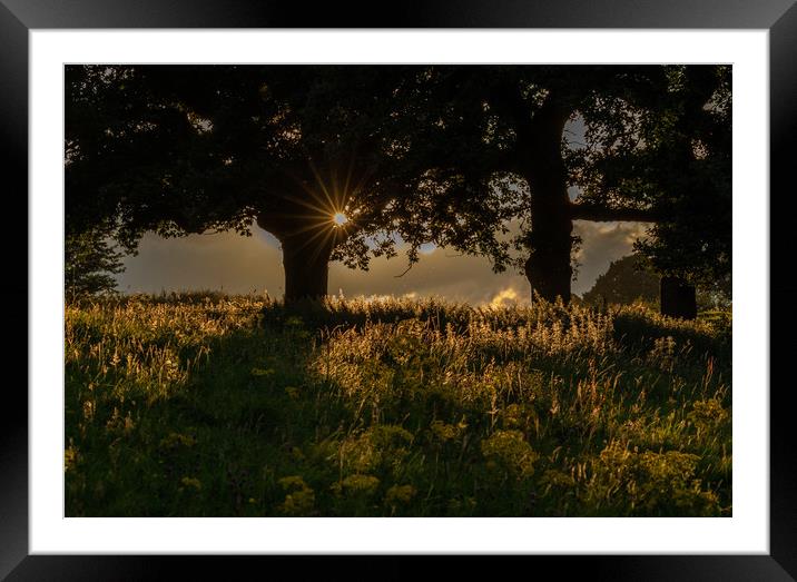 Evening Sunlight in Baildon, Yorkshire.  Framed Mounted Print by Ros Crosland