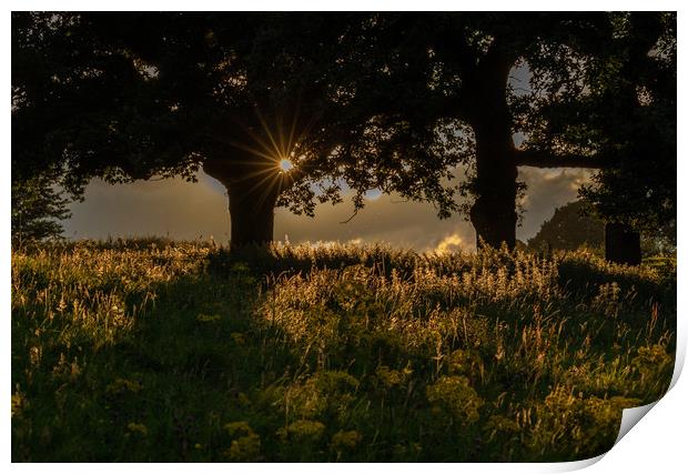 Evening Sunlight in Baildon, Yorkshire.  Print by Ros Crosland