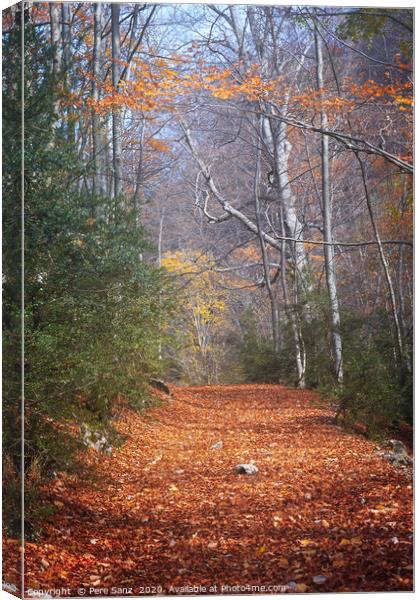 Path Across Woodlands in Autumn Canvas Print by Pere Sanz