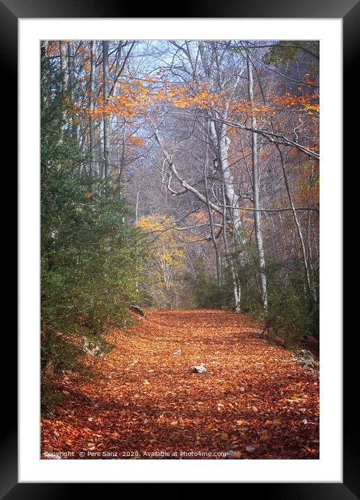 Path Across Woodlands in Autumn Framed Mounted Print by Pere Sanz
