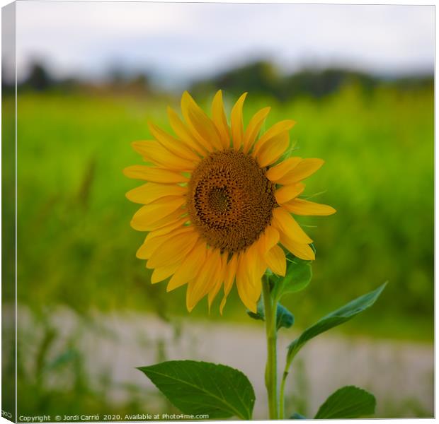 Sunflower blossom in full splendor Canvas Print by Jordi Carrio