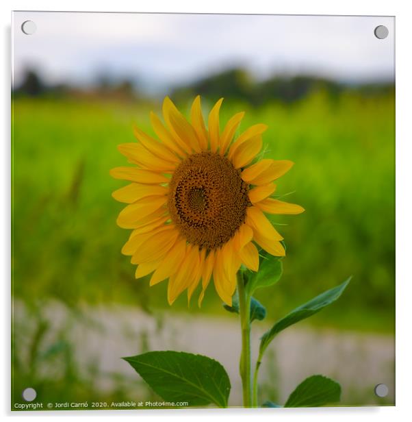 Sunflower blossom in full splendor Acrylic by Jordi Carrio