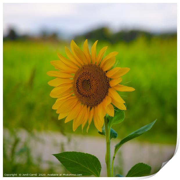 Sunflower blossom in full splendor Print by Jordi Carrio