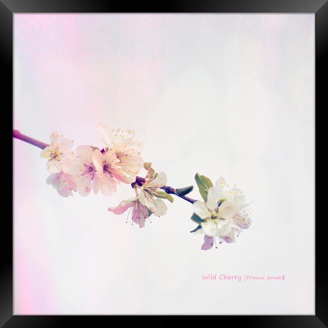 Wild Cherry (Prunus avium) Blossom Framed Print by Hugh McKean