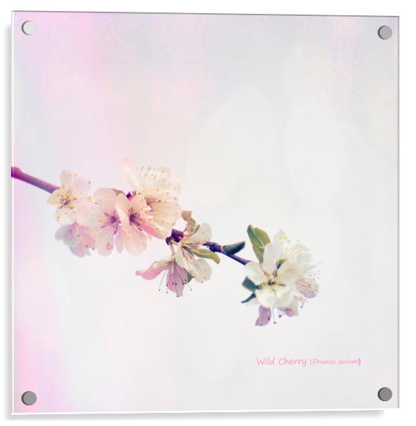 Wild Cherry (Prunus avium) Blossom Acrylic by Hugh McKean