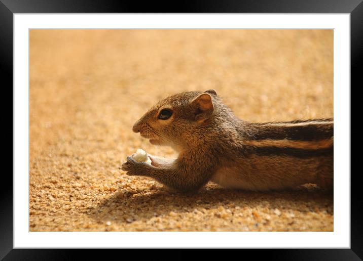 Indian Palm Squirrel, Sri Lanka Framed Mounted Print by Simon Marlow