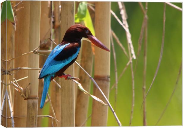 Majestic WhiteThroated Kingfisher Canvas Print by Simon Marlow