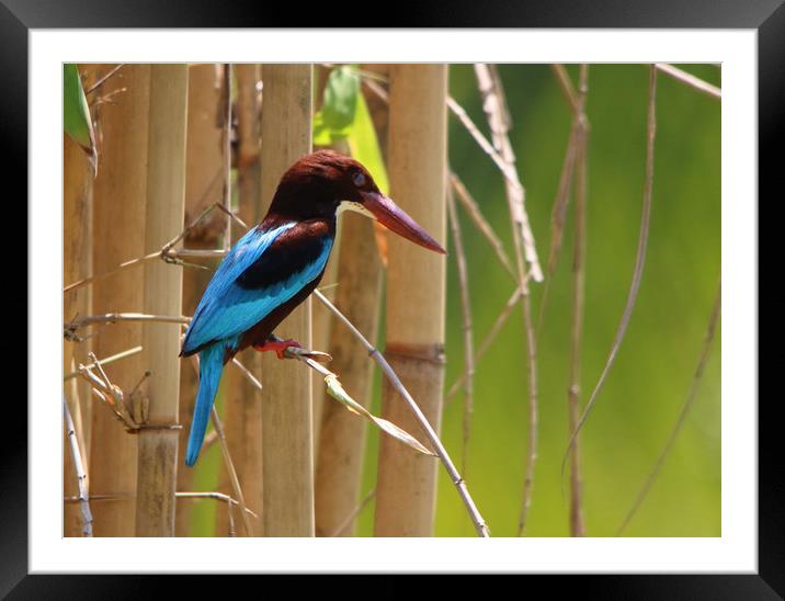 Majestic WhiteThroated Kingfisher Framed Mounted Print by Simon Marlow