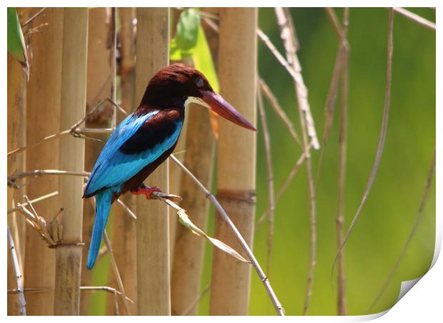 Majestic WhiteThroated Kingfisher Print by Simon Marlow