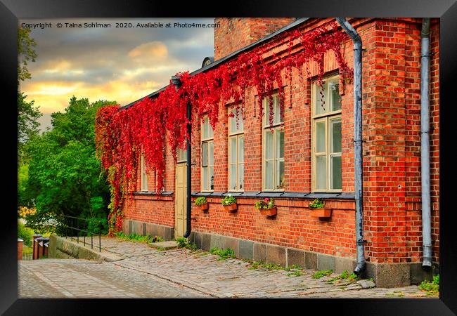 Old Brick Building with Virginia Creeper at Autumn Framed Print by Taina Sohlman