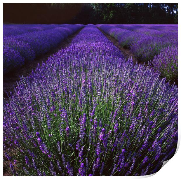 Norfolk Lavender Print by Andrew Sharpe