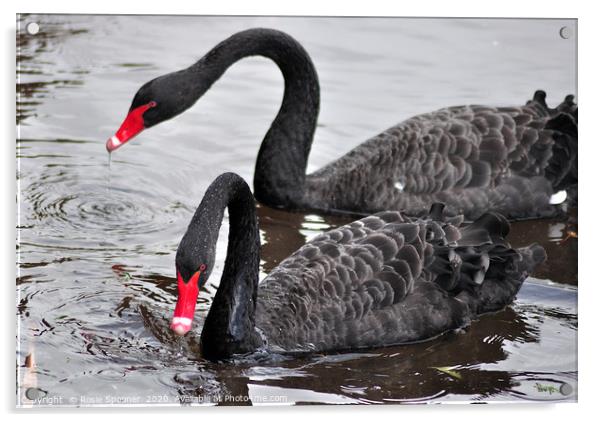 Black Swans at Dawlish Brook Acrylic by Rosie Spooner