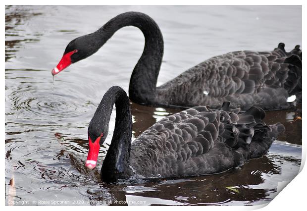 Black Swans at Dawlish Brook Print by Rosie Spooner