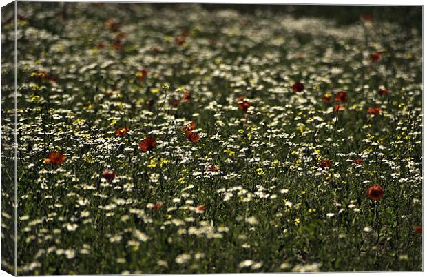 Summer Field Canvas Print by richard downes