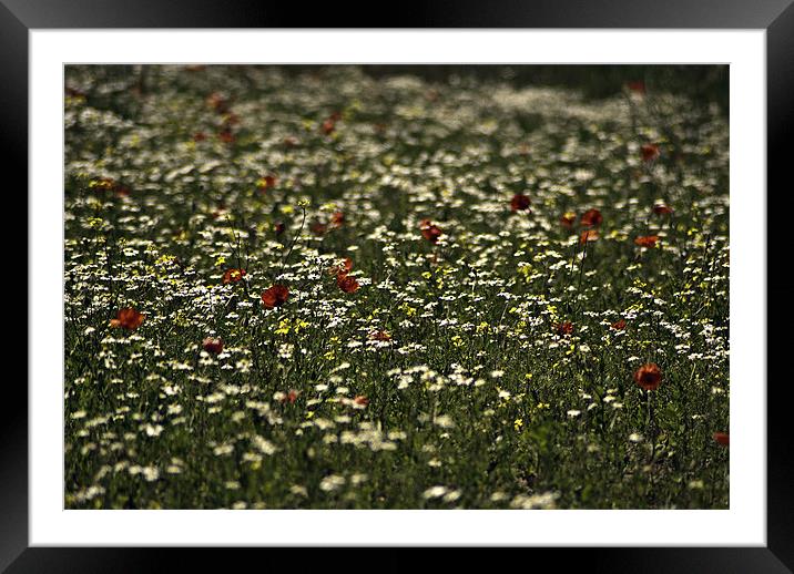 Summer Field Framed Mounted Print by richard downes