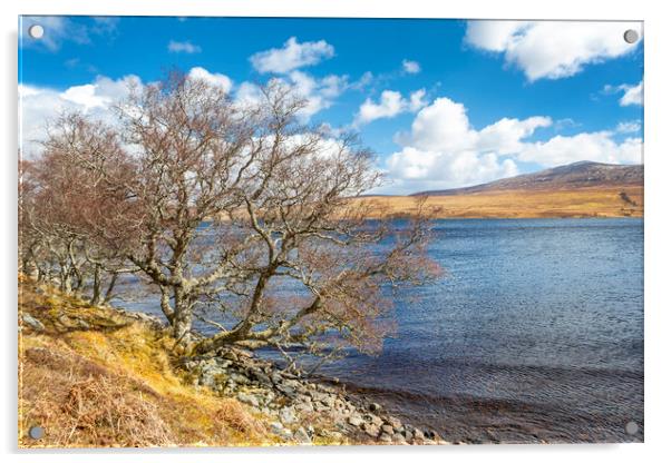 Lochside Trees Acrylic by David Hare