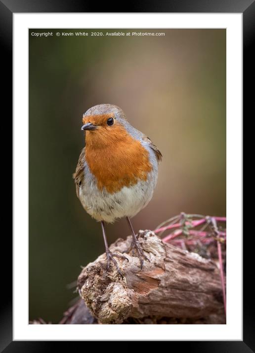 Redbreast Robin Framed Mounted Print by Kevin White