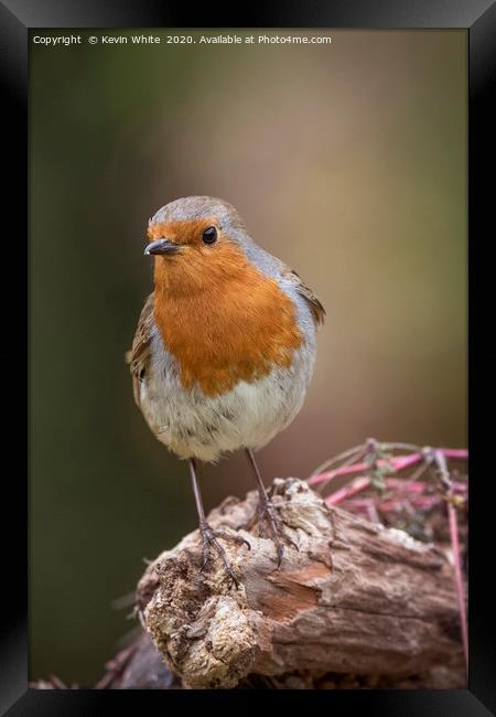 Redbreast Robin Framed Print by Kevin White