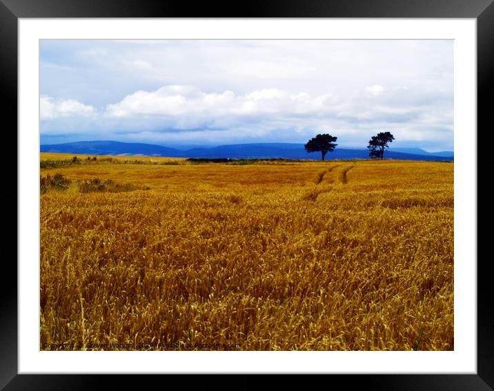 Fields of Barley Framed Mounted Print by Steven Watson