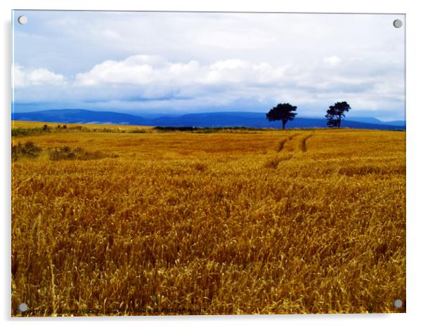 Fields of Barley Acrylic by Steven Watson