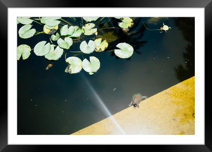 Turtle in Pond Framed Mounted Print by Patrycja Polechonska