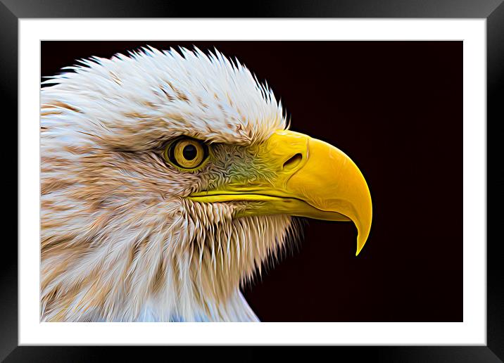 Portrait of a Bald Eagle Framed Mounted Print by Jason Wells