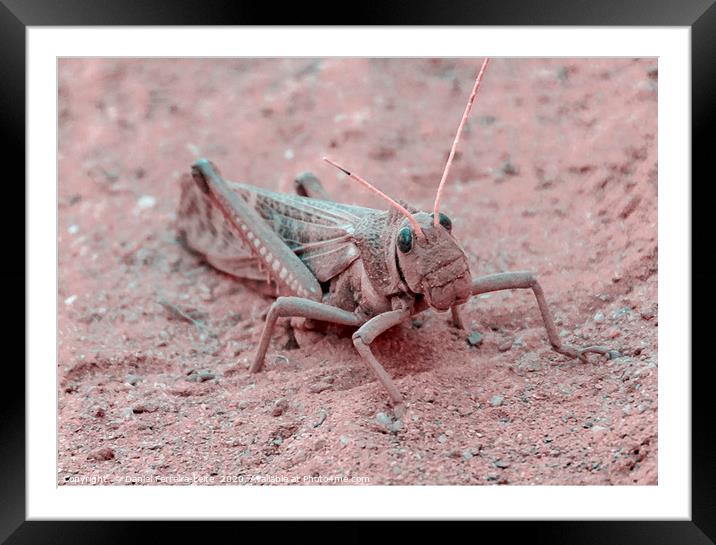 Locust at Ground, Talampaya National Park, La Rioj Framed Mounted Print by Daniel Ferreira-Leite