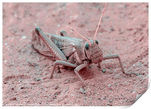 Locust at Ground, Talampaya National Park, La Rioj Print by Daniel Ferreira-Leite